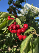 借干燥天气、充脚日照取显著温差